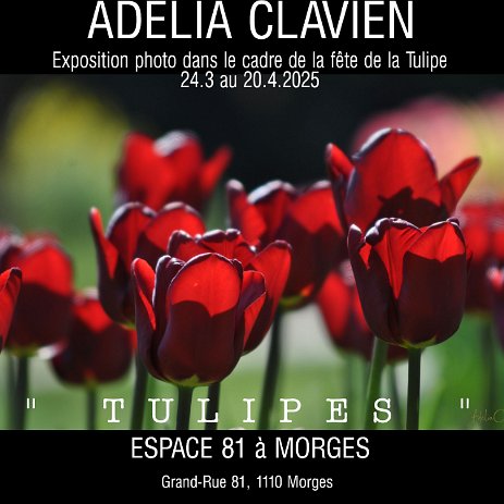 AfficheTulipes MORGES - Exposition de photographie dans le cadre de la fête de la Tulipe à l'ESPACE 81 à Morges